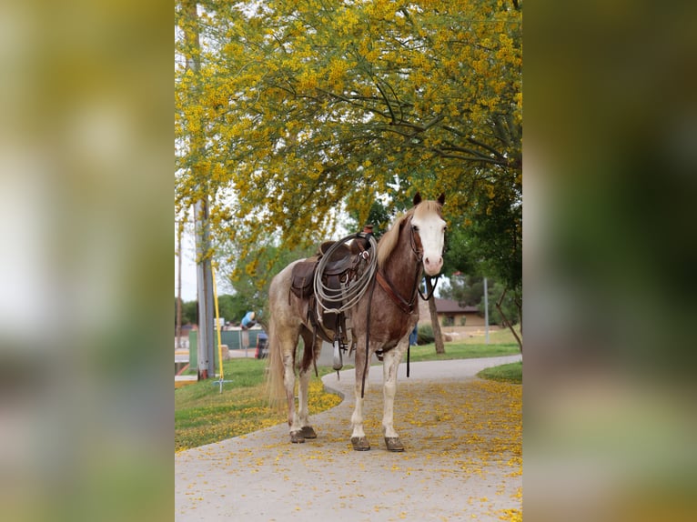 Weitere Ponys/Kleinpferde Wallach 10 Jahre 122 cm Roan-Red in Dallas