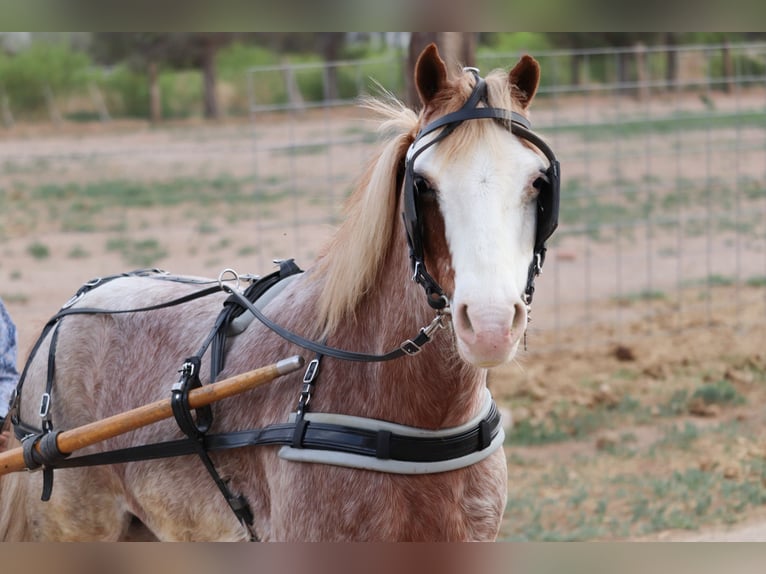 Weitere Ponys/Kleinpferde Wallach 10 Jahre 122 cm Roan-Red in Dallas