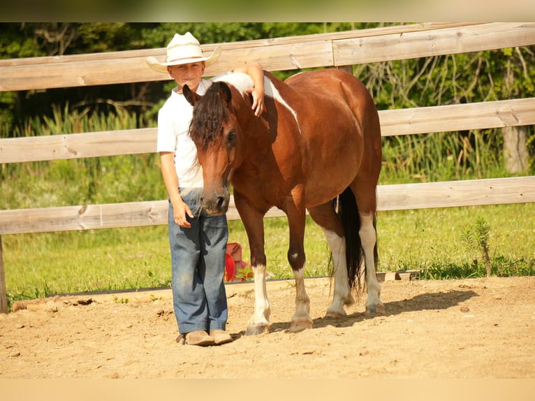 Weitere Ponys/Kleinpferde Wallach 10 Jahre 122 cm in Fresno, OH