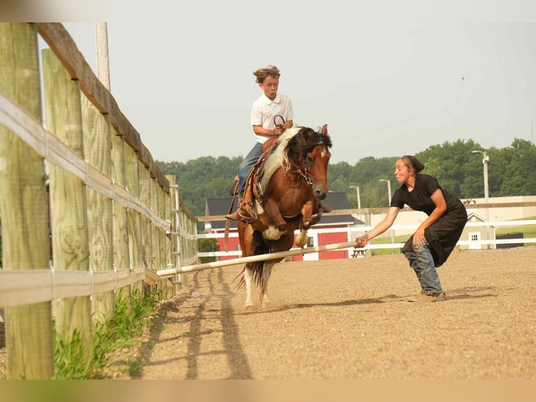 Weitere Ponys/Kleinpferde Wallach 10 Jahre 122 cm in Fresno, OH