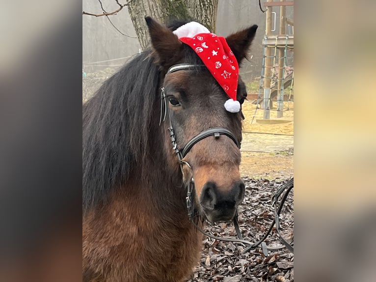 Weitere Ponys/Kleinpferde Wallach 10 Jahre 126 cm Brauner in Ursensollen
