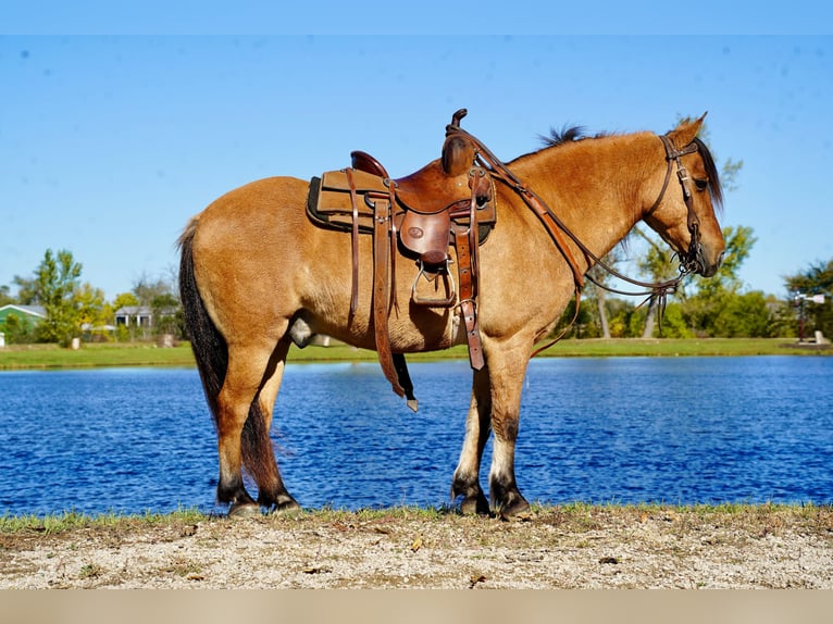 Weitere Ponys/Kleinpferde Wallach 10 Jahre 130 cm Falbe in Corsica