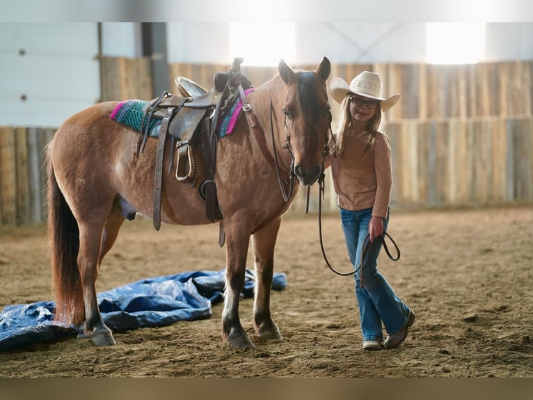Weitere Ponys/Kleinpferde Wallach 10 Jahre 130 cm Falbe in Corsica