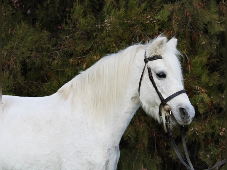 Weitere Ponys/Kleinpferde Wallach 10 Jahre 132 cm Schimmel in Békés Weitere Ponys/Kleinpferde Wallach 10 Jahre 132 cm Schimmel in Békés