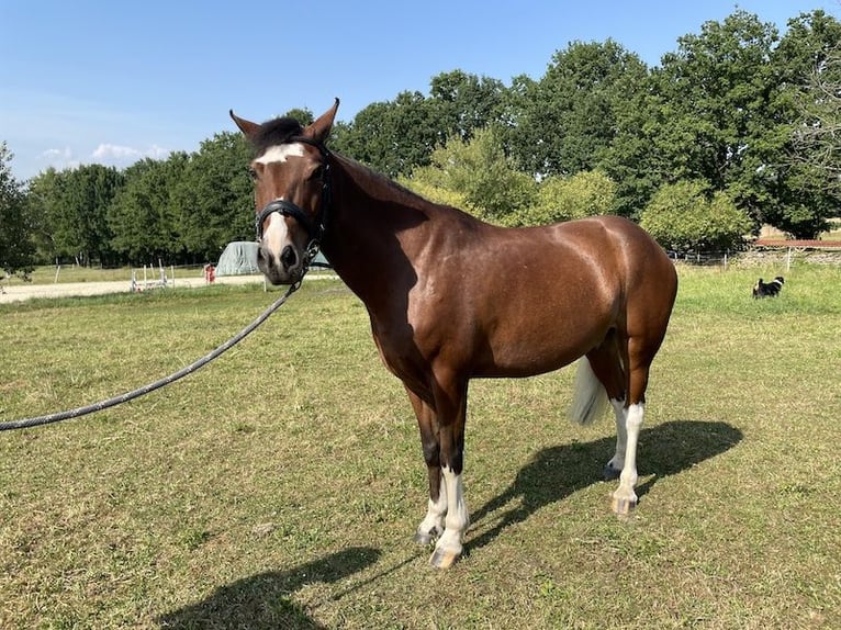 Weitere Ponys/Kleinpferde Wallach 10 Jahre 134 cm Brauner in Netolice