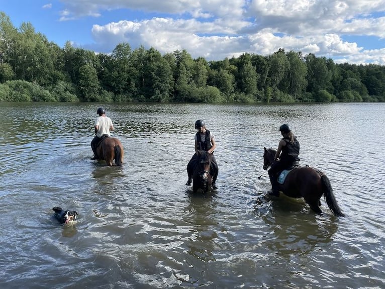 Weitere Ponys/Kleinpferde Wallach 10 Jahre 134 cm Brauner in Netolice