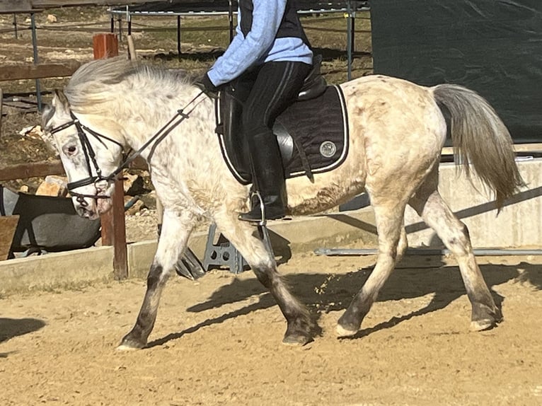 Weitere Ponys/Kleinpferde Wallach 10 Jahre 135 cm Tigerschecke in Ursensollen