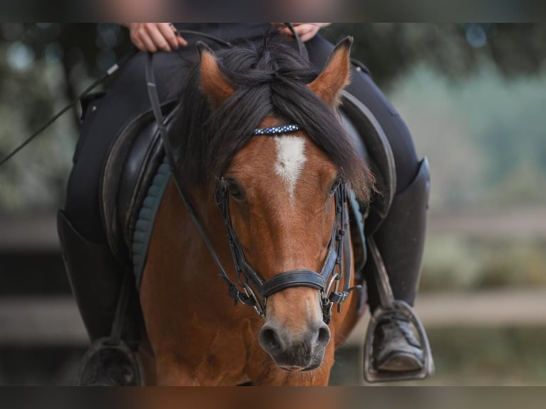 Weitere Ponys/Kleinpferde Mix Wallach 10 Jahre 137 cm Brauner in Sankt Veit an der Glan