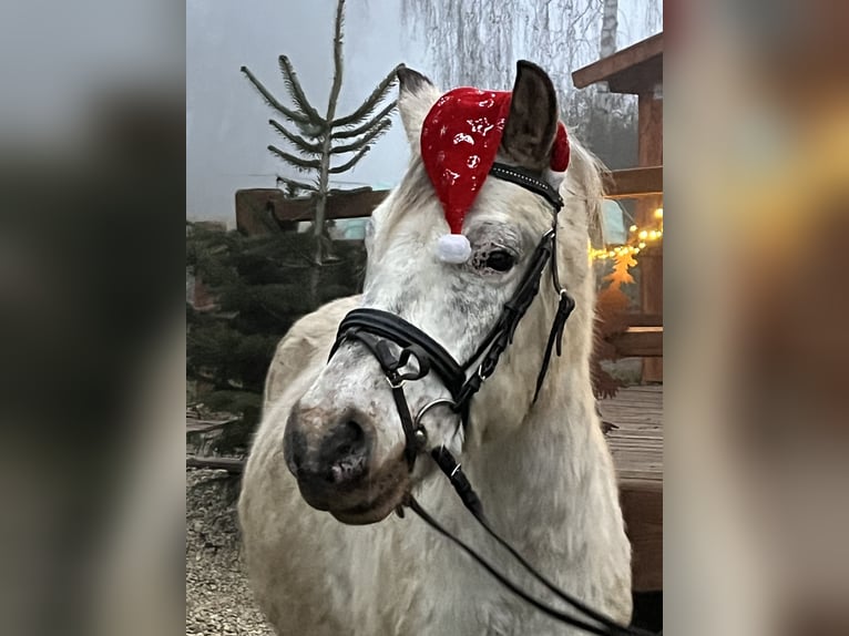 Weitere Ponys/Kleinpferde Wallach 10 Jahre 139 cm Tigerschecke in Ursensollen