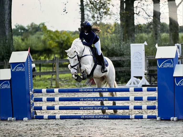Weitere Ponys/Kleinpferde Wallach 10 Jahre 142 cm Cremello in Hasselt
