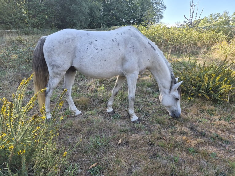 Weitere Ponys/Kleinpferde Wallach 10 Jahre 142 cm Schimmel in Nantheuil