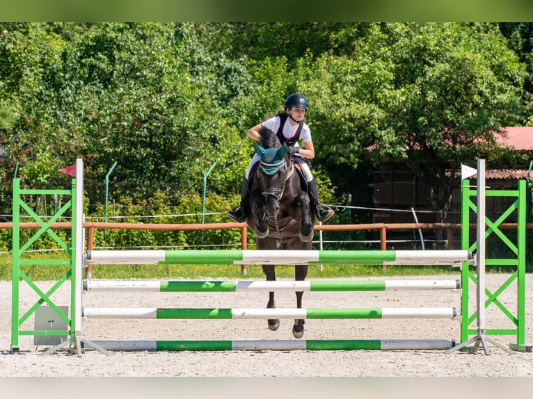 Weitere Ponys/Kleinpferde Wallach 10 Jahre 143 cm Rappe in &#x141;o&#x15B;