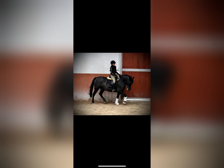Weitere Ponys/Kleinpferde Wallach 10 Jahre 143 cm Rappe in &#x141;o&#x15B;