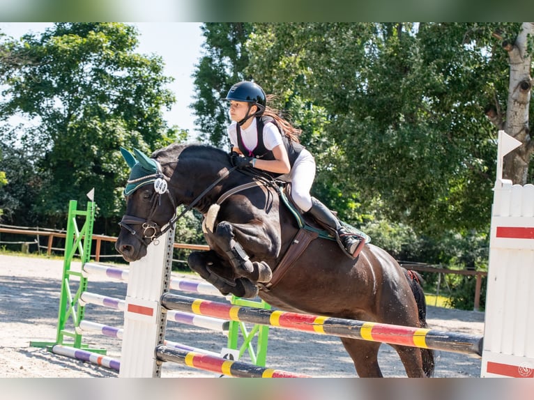 Weitere Ponys/Kleinpferde Wallach 10 Jahre 143 cm Rappe in &#x141;o&#x15B;