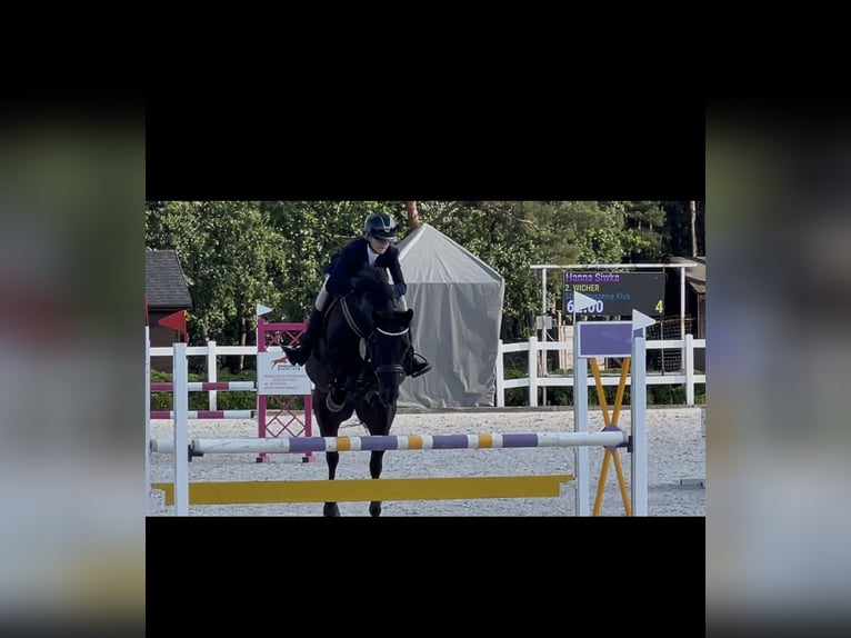 Weitere Ponys/Kleinpferde Wallach 10 Jahre 143 cm Rappe in &#x141;o&#x15B;