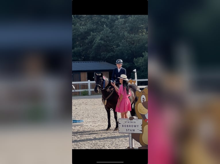 Weitere Ponys/Kleinpferde Wallach 10 Jahre 143 cm Rappe in &#x141;o&#x15B;