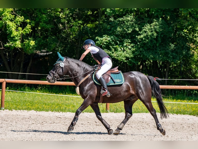 Weitere Ponys/Kleinpferde Wallach 10 Jahre 143 cm Rappe in &#x141;o&#x15B;