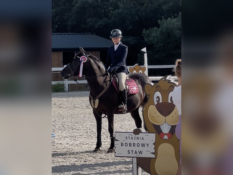 Weitere Ponys/Kleinpferde Wallach 10 Jahre 143 cm Rappe in &#x141;o&#x15B;