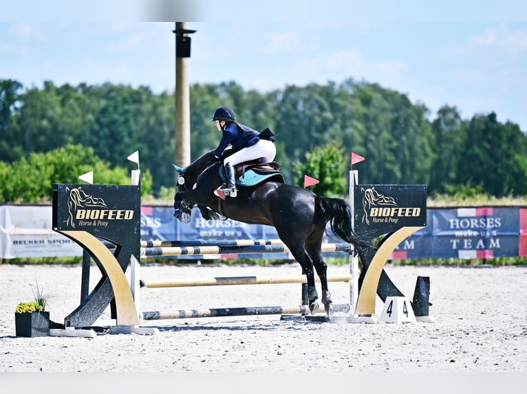 Weitere Ponys/Kleinpferde Wallach 10 Jahre 143 cm Rappe in &#x141;o&#x15B;