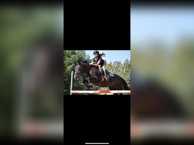 Weitere Ponys/Kleinpferde Wallach 10 Jahre 143 cm Rappe in &#x141;o&#x15B;