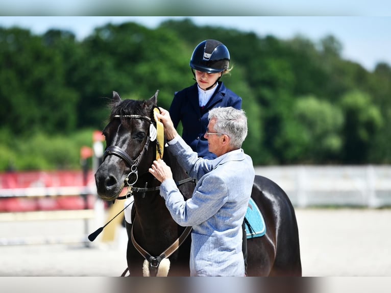Weitere Ponys/Kleinpferde Wallach 10 Jahre 143 cm Rappe in &#x141;o&#x15B;