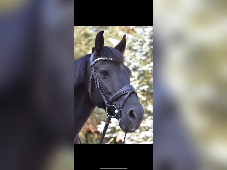 Weitere Ponys/Kleinpferde Wallach 10 Jahre 143 cm Rappe in &#x141;o&#x15B;