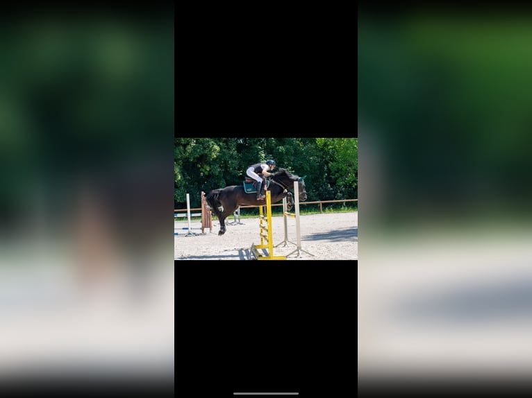 Weitere Ponys/Kleinpferde Wallach 10 Jahre 143 cm Rappe in &#x141;o&#x15B;