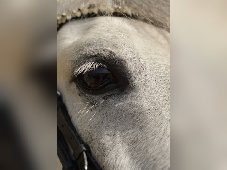 Weitere Ponys/Kleinpferde Wallach 10 Jahre 145 cm Schimmel in Geilenkirchen
