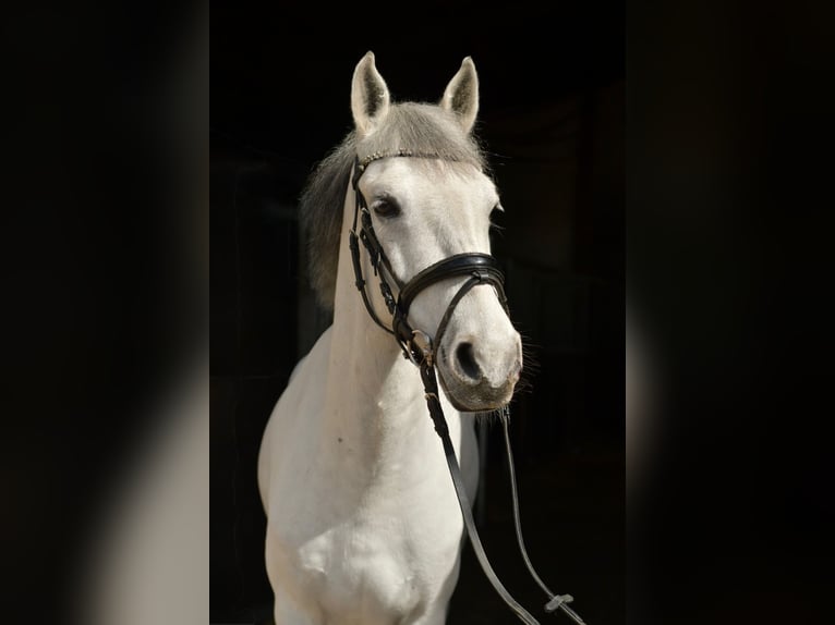 Weitere Ponys/Kleinpferde Wallach 10 Jahre 145 cm Schimmel in Geilenkirchen