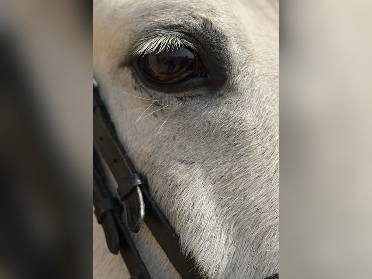 Weitere Ponys/Kleinpferde Wallach 10 Jahre 145 cm Schimmel in Geilenkirchen
