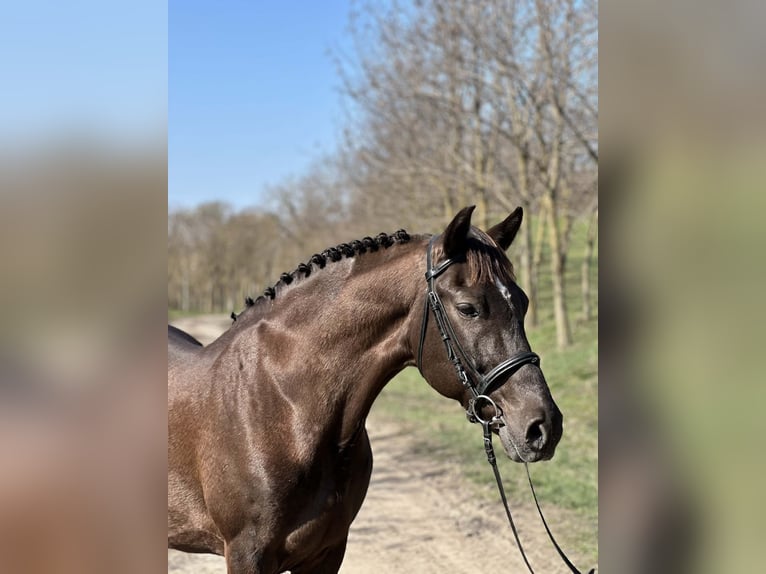 Weitere Ponys/Kleinpferde Mix Wallach 10 Jahre 146 cm Brauner in Békéscsaba