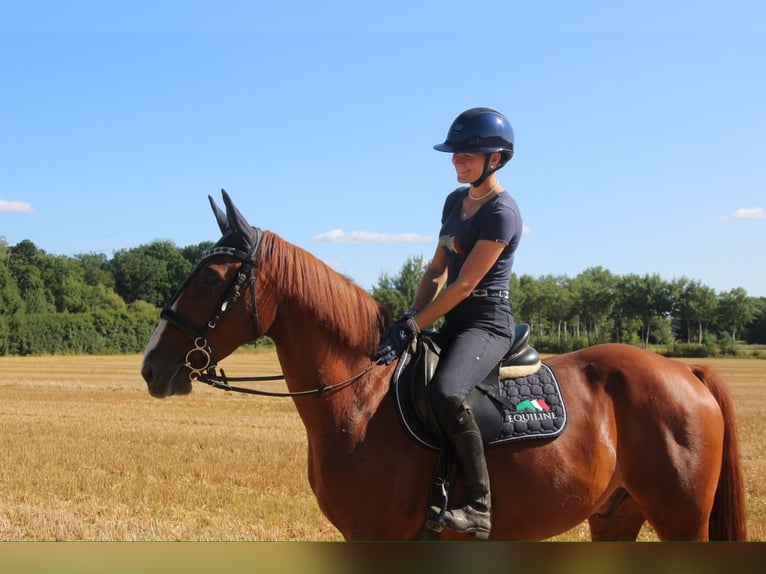 Weitere Ponys/Kleinpferde Wallach 10 Jahre 148 cm Fuchs in SoltendieckSoltendieck