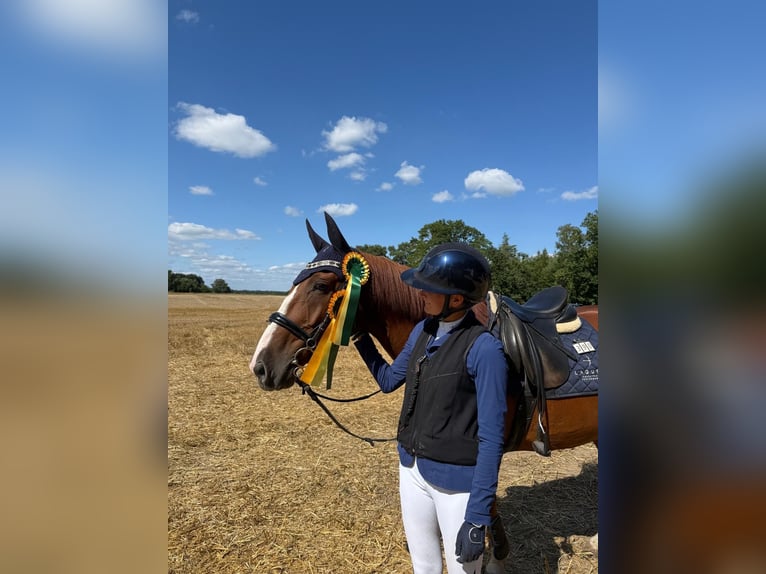 Weitere Ponys/Kleinpferde Wallach 10 Jahre 148 cm Fuchs in SoltendieckSoltendieck