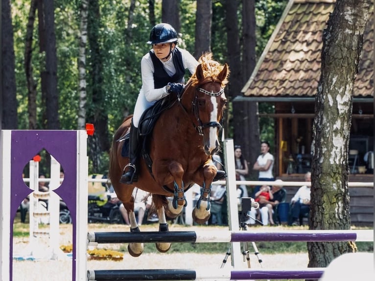 Weitere Ponys/Kleinpferde Wallach 10 Jahre 148 cm Fuchs in SoltendieckSoltendieck