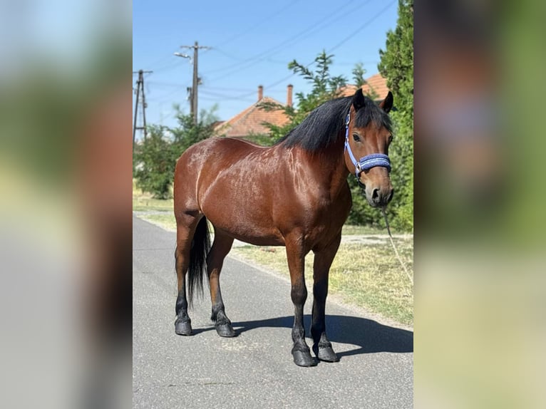 Weitere Ponys/Kleinpferde Wallach 10 Jahre 151 cm Brauner in B&#xE9;k&#xE9;s