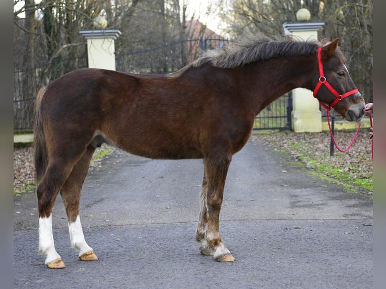 Weitere Ponys/Kleinpferde Wallach 10 Jahre 152 cm Brauner in Békéscsaba