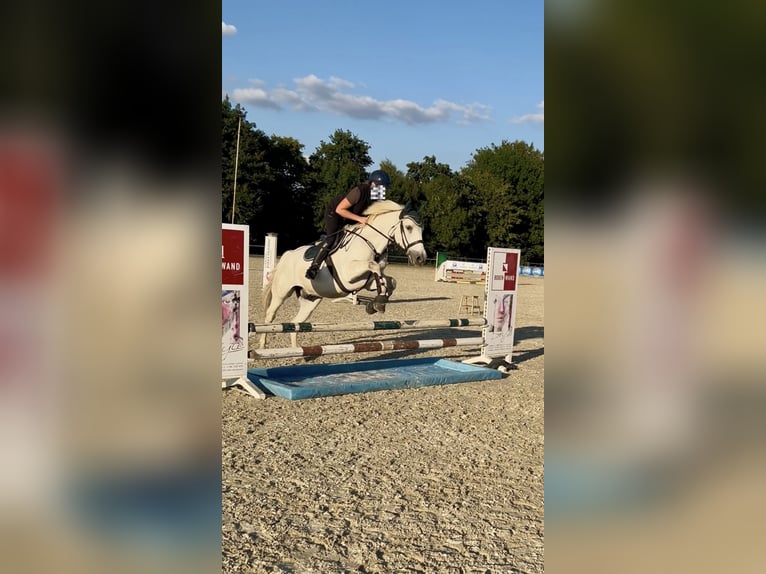 Weitere Ponys/Kleinpferde Mix Wallach 10 Jahre 154 cm Schimmel in Osterwald