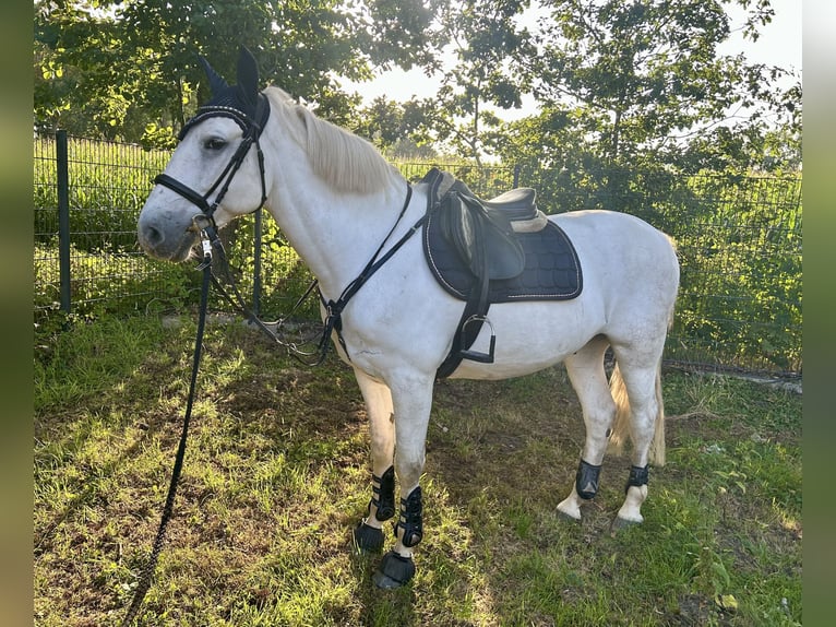 Weitere Ponys/Kleinpferde Mix Wallach 10 Jahre 154 cm Schimmel in Osterwald