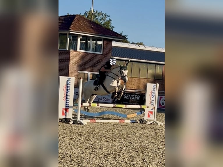 Weitere Ponys/Kleinpferde Mix Wallach 10 Jahre 154 cm Schimmel in Osterwald
