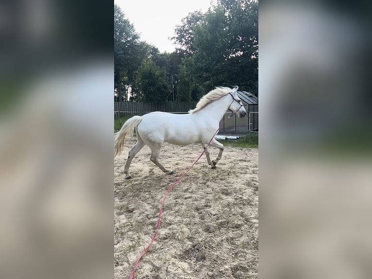 Weitere Ponys/Kleinpferde Mix Wallach 10 Jahre 154 cm Schimmel in Osterwald