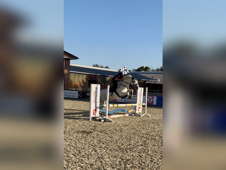 Weitere Ponys/Kleinpferde Mix Wallach 10 Jahre 154 cm Schimmel in Osterwald