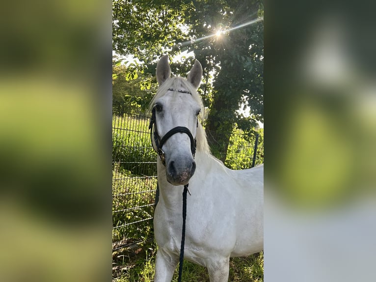 Weitere Ponys/Kleinpferde Mix Wallach 10 Jahre 154 cm Schimmel in Osterwald
