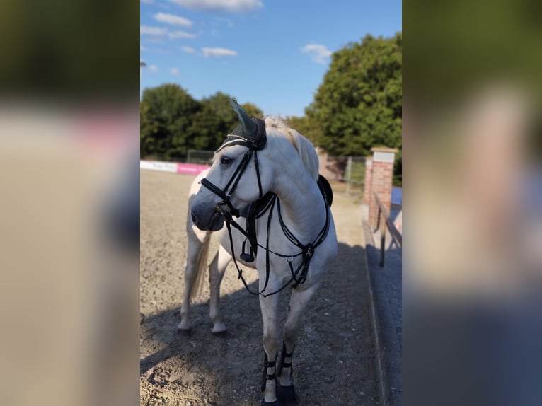 Weitere Ponys/Kleinpferde Mix Wallach 10 Jahre 154 cm Schimmel in Osterwald
