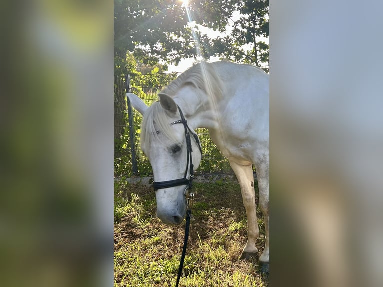 Weitere Ponys/Kleinpferde Mix Wallach 10 Jahre 154 cm Schimmel in Osterwald