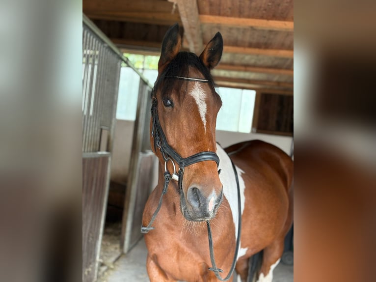 Weitere Ponys/Kleinpferde Wallach 10 Jahre 155 cm Schecke in Gummern