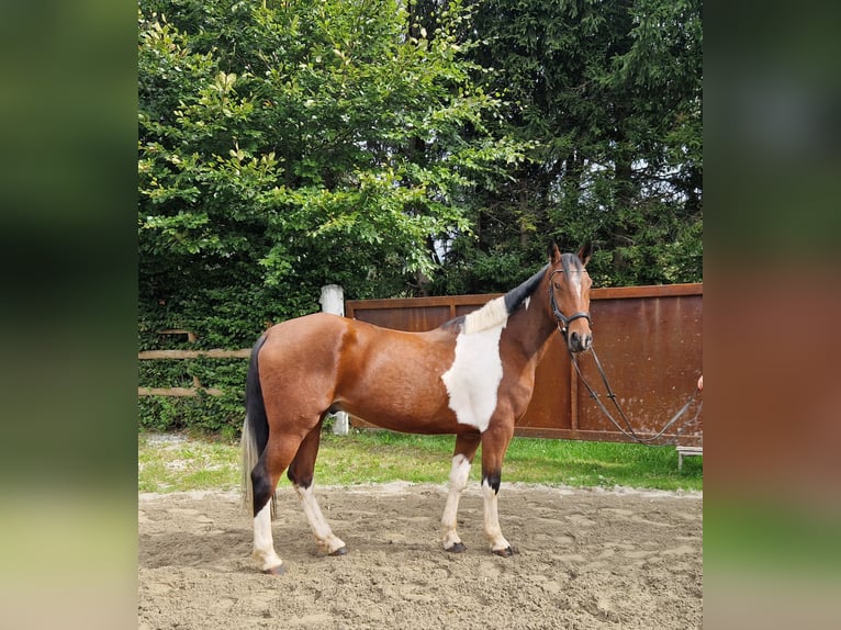 Weitere Ponys/Kleinpferde Wallach 10 Jahre 155 cm Schecke in Gummern