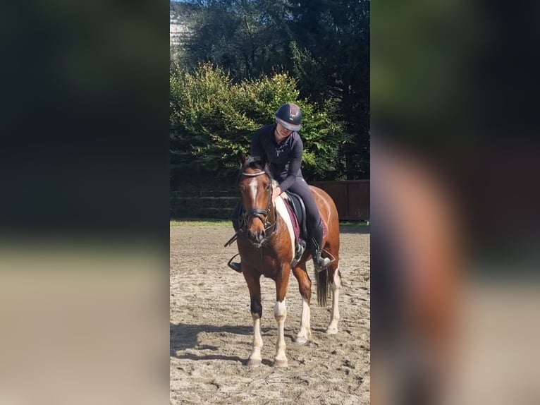 Weitere Ponys/Kleinpferde Wallach 10 Jahre 155 cm Schecke in Gummern