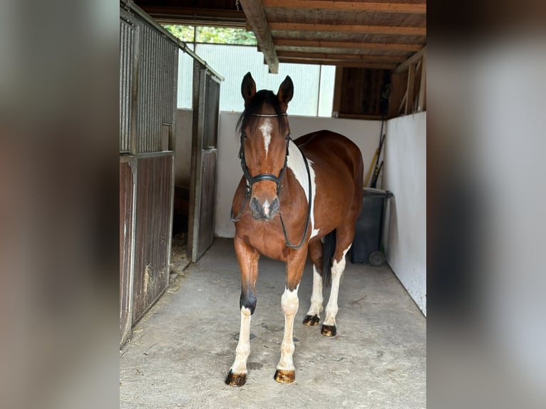 Weitere Ponys/Kleinpferde Wallach 10 Jahre 155 cm Schecke in Gummern