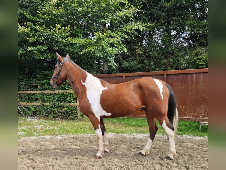 Weitere Ponys/Kleinpferde Wallach 10 Jahre 155 cm Schecke in Gummern