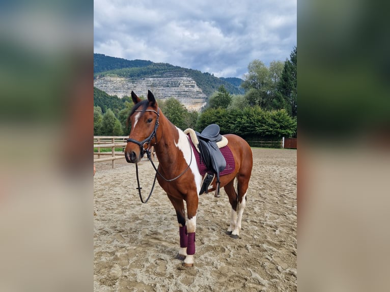 Weitere Ponys/Kleinpferde Wallach 10 Jahre 155 cm Schecke in Gummern